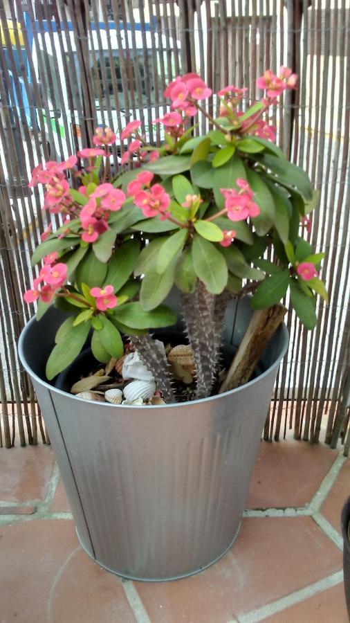 Apartamento Turistico Florhouse 圣路易斯·德·萨比尼尔 外观 照片